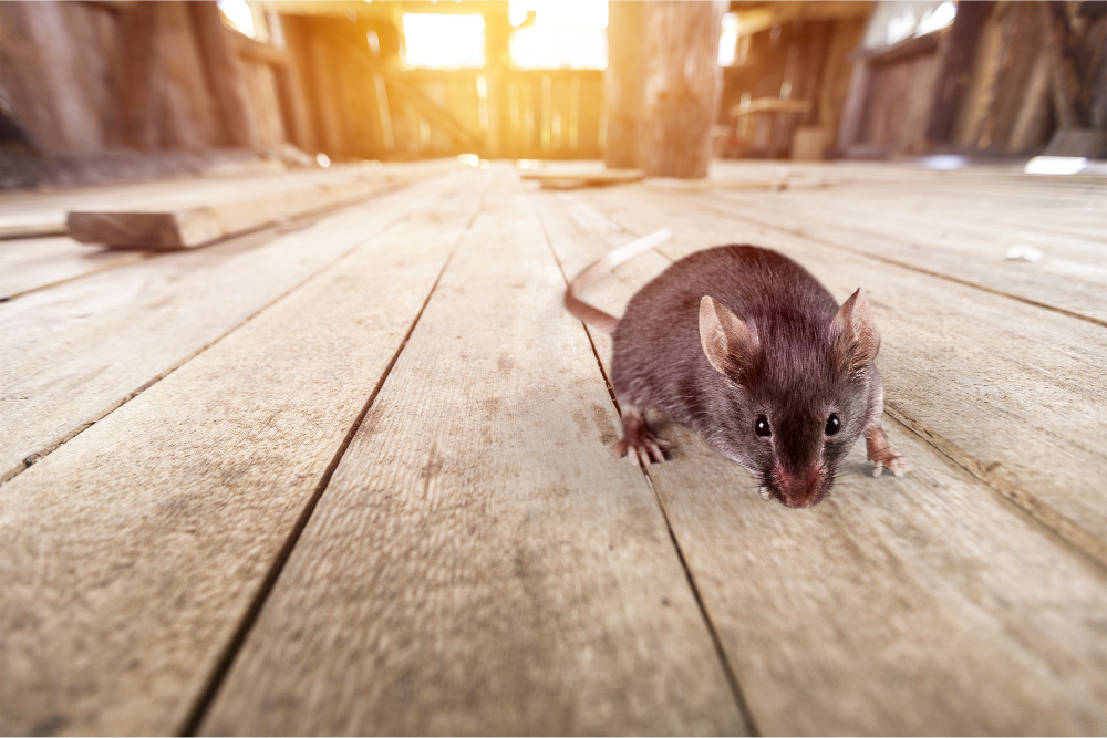 Walka z myszami w domu – humanitarne i skuteczne metody odstraszania gryzoni